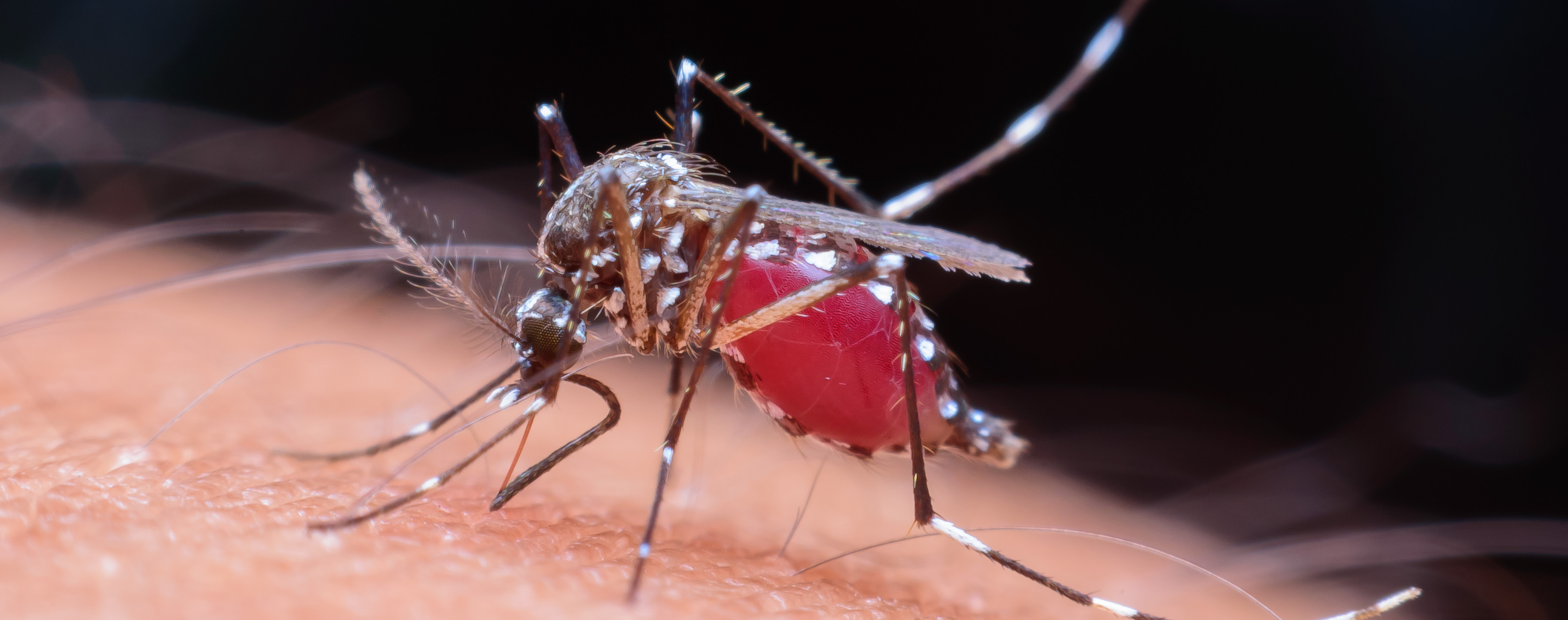 Webinar Seri: Dengue Updates untuk Dokter Umum
